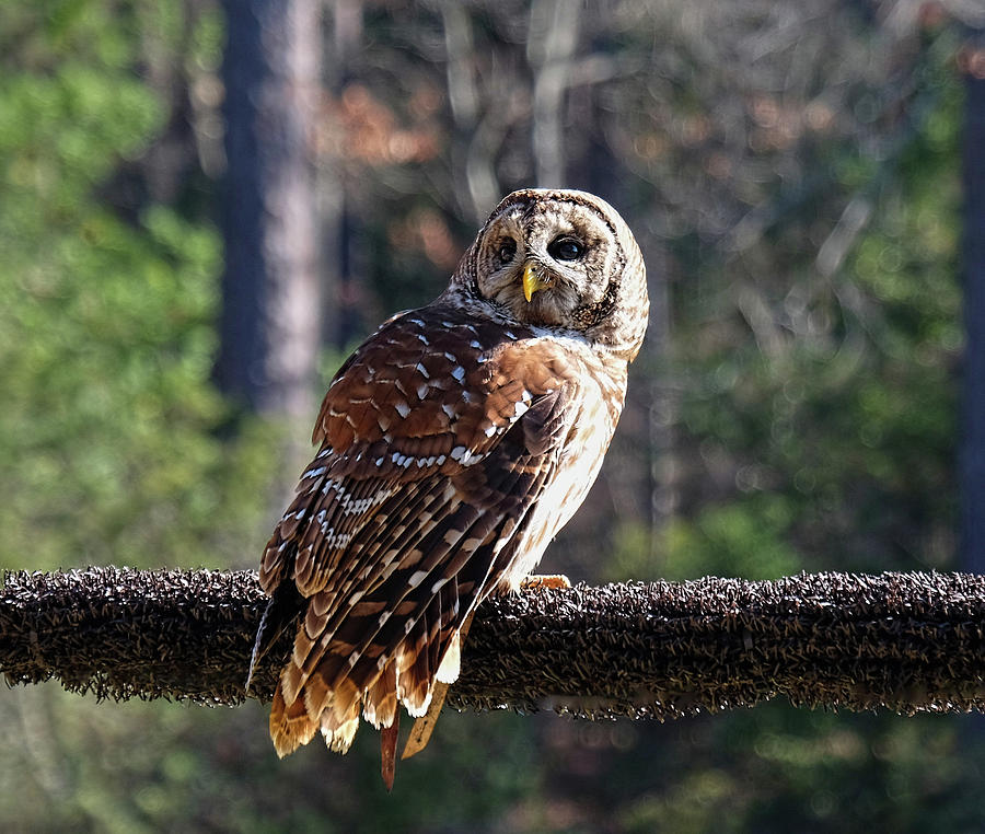 Barred Owl perching Photograph by Ronda Ryan
