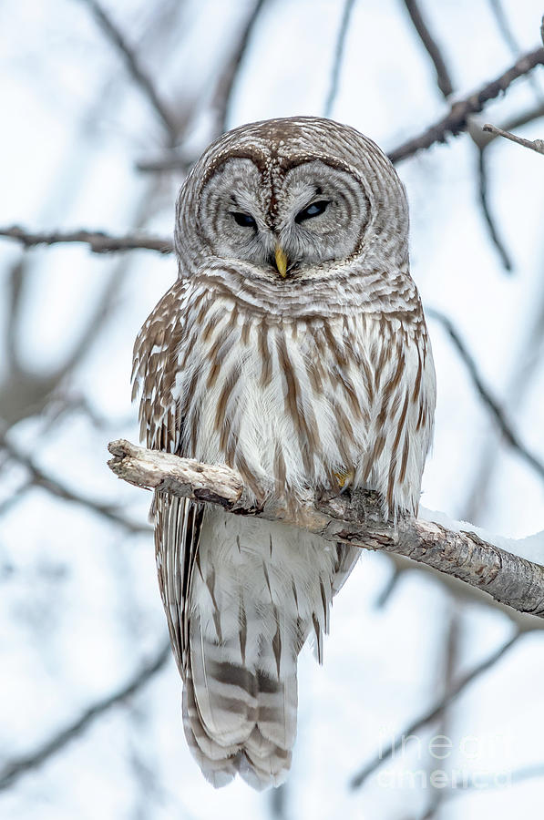 Barred Owl Perfection Photograph by Cheryl Baxter