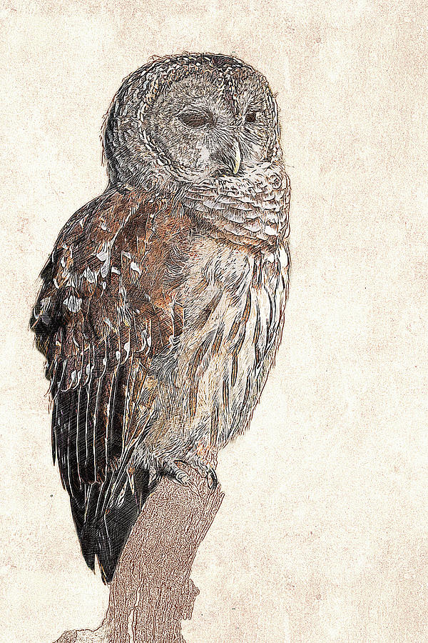 Barred Owl Photographic Drawing Photograph by Dawn Currie