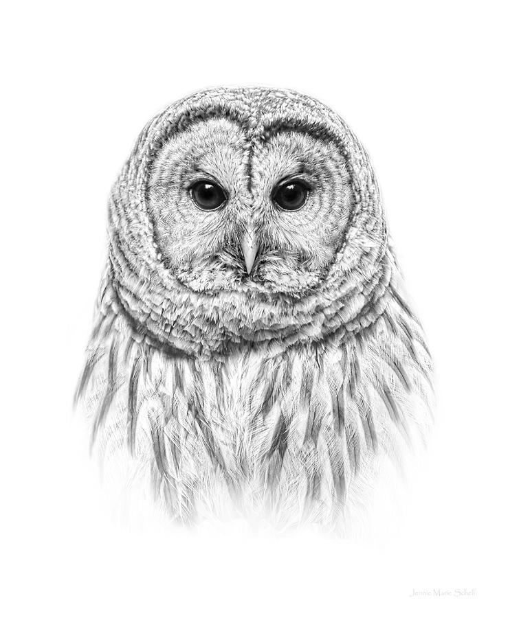 Barred Owl Portrait Black and White Photograph by Jennie Marie Schell