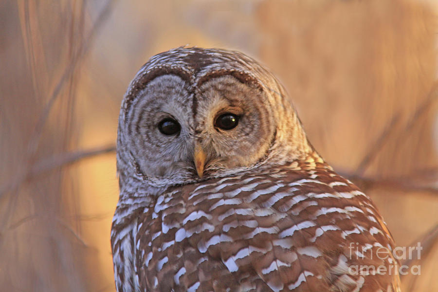 Barred Owl Portrait  Photograph by Gary Wing