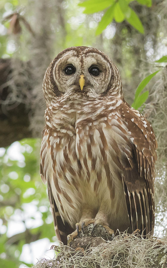 Barred Owl Portrait by Georgia Wilson Barred Owl Portrait by Georgia Wilson