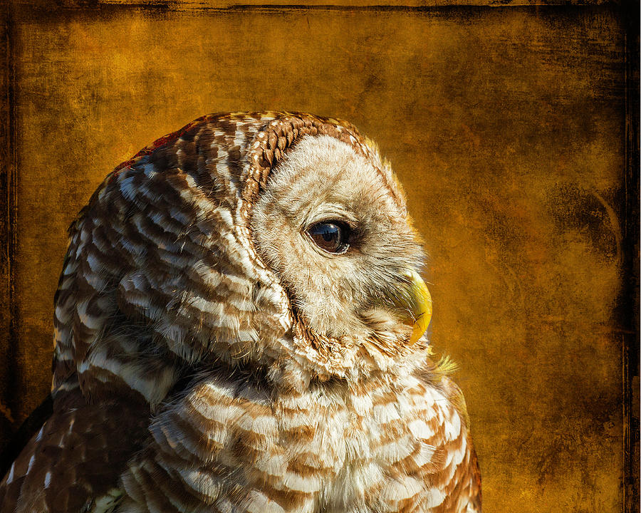 Barred Owl Portrait Photograph by Lowell Monke