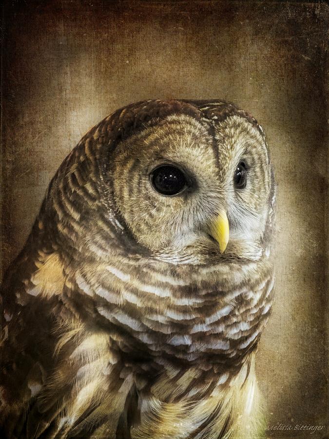 Owl Photograph - Barred Owl Portrait by Melissa Bittinger