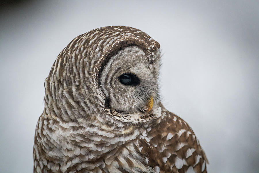 Barred Owl portrait Photograph by Paul Freidlund