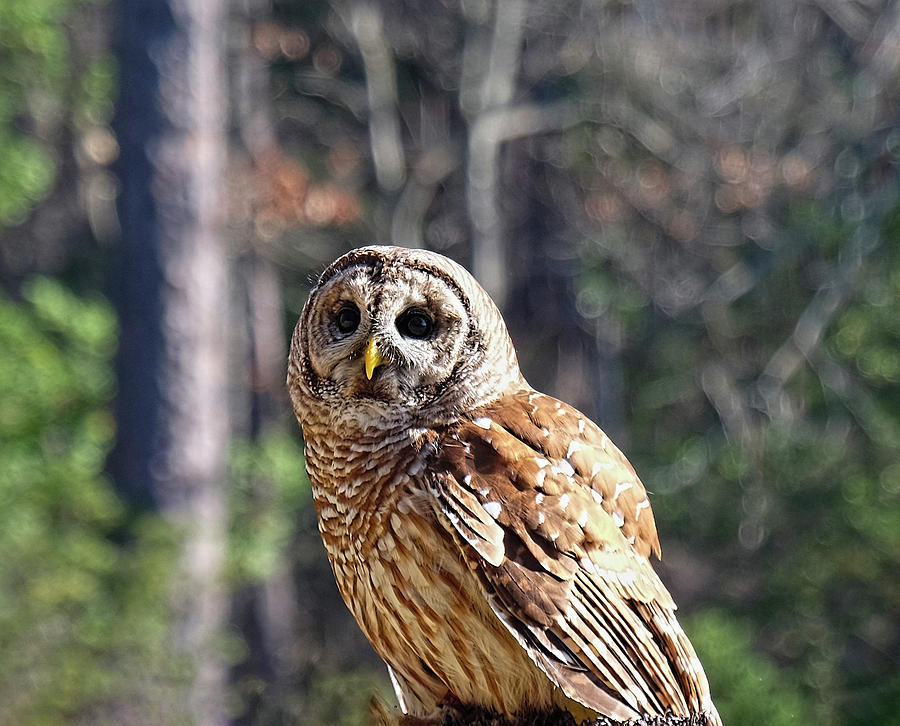 Barred Owl portrait Photograph by Ronda Ryan