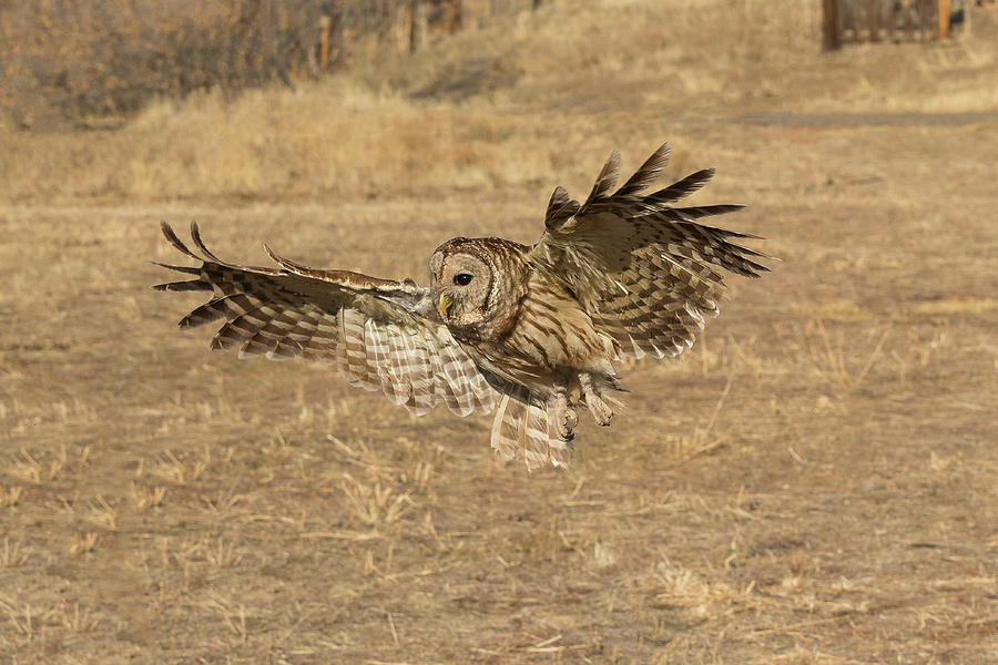 Barred Owl Prepped For Landing Photograph by Tony Hake - Pixels