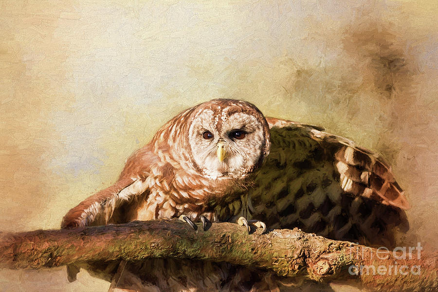 Barred Owl Ready To Fly Digital Art by Sharon McConnell