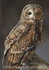 Owl Painting - Barred Owl by Rebecca Latham Owl Painting - Barred Owl by Rebecca Latham