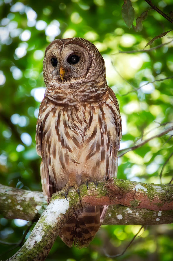 Barred Owl Photograph by Richard Leighton | Fine Art America