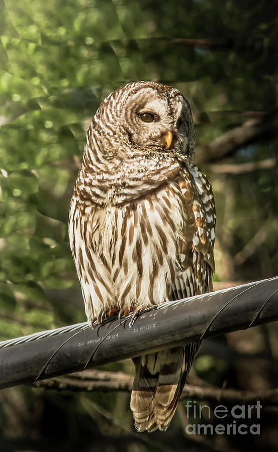 Barred Owl Photograph by Robert Frederick