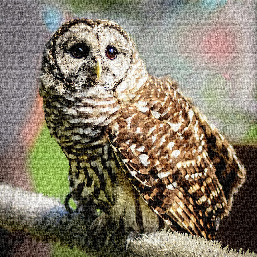 Barred Owl Photograph by Robert Mitchell