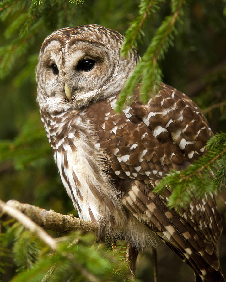 Owl Photograph - Barred Owl by Ron  McGinnis