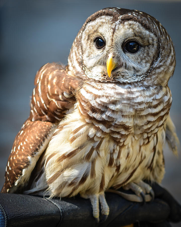 Barred Owl Photograph by Ronda Broatch