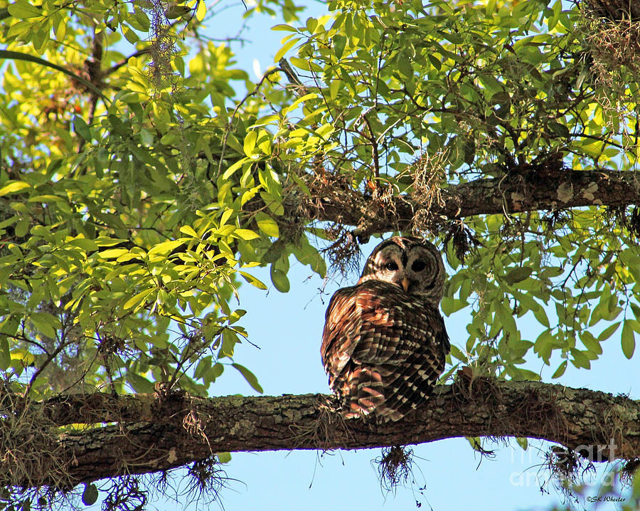 Owl Photograph - Barred Owl by Sabrina K Wheeler