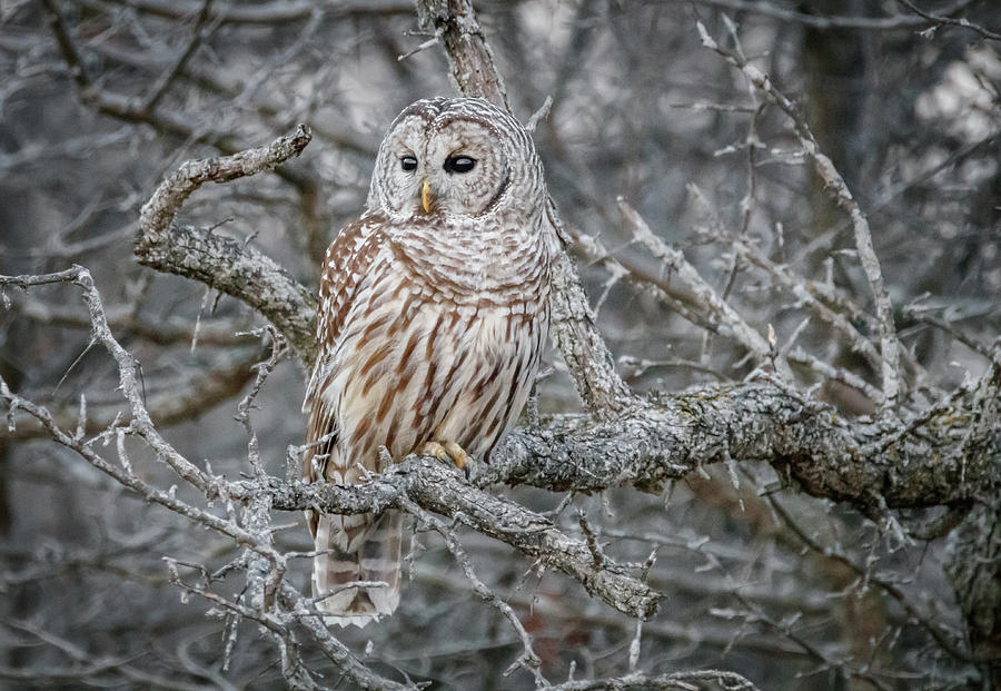 Barred owl Photograph by Sandy Roe