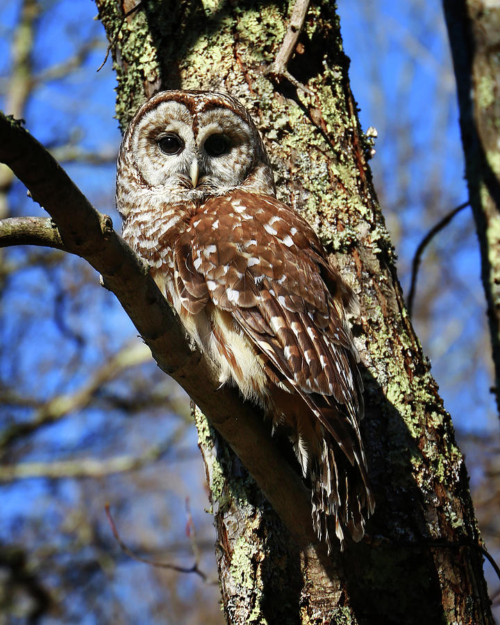 Barred Owl Photograph by SC Shank