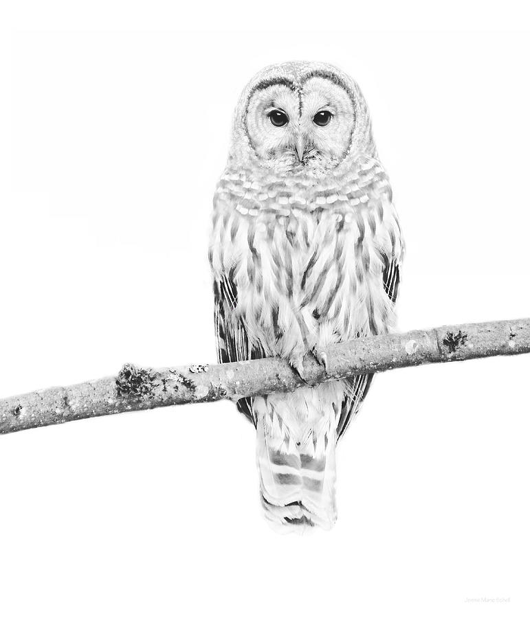 Owl Photograph - Barred Owl Sentry Black and White by Jennie Marie Schell