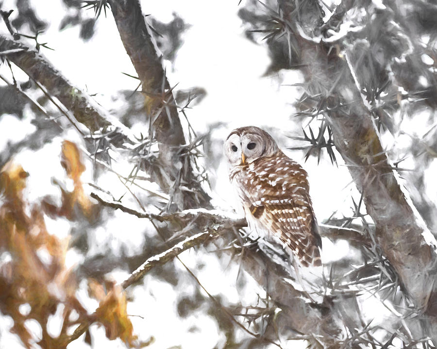 Owl Photograph - Barred Owl Series 3 by Greg Grupenhof