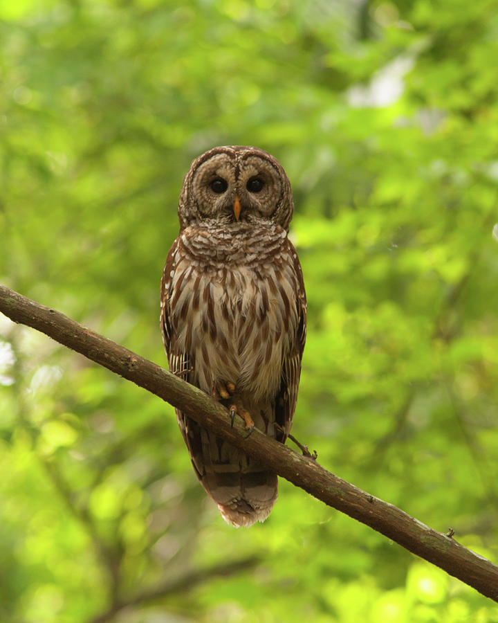 Barred Owl Standing Out In The Green Photograph