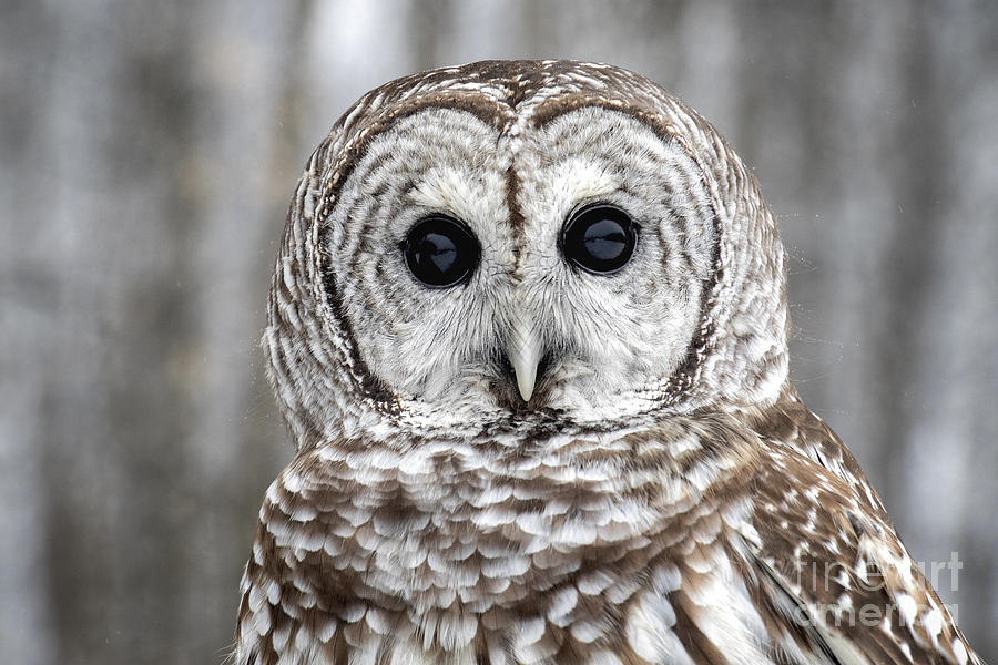 Barred Owl Stare Photograph by Angie Rea