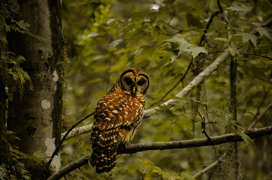 Owl Photograph - Barred Owl Stare by Dick Hudson