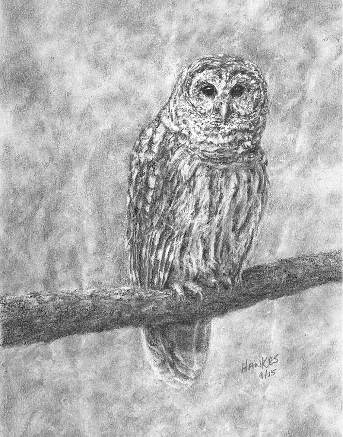 Barred Owl Painting by Steven Hawkes - Fine Art America