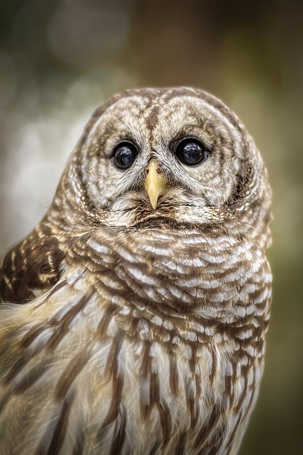 Hoot Photograph by Steven Sparks