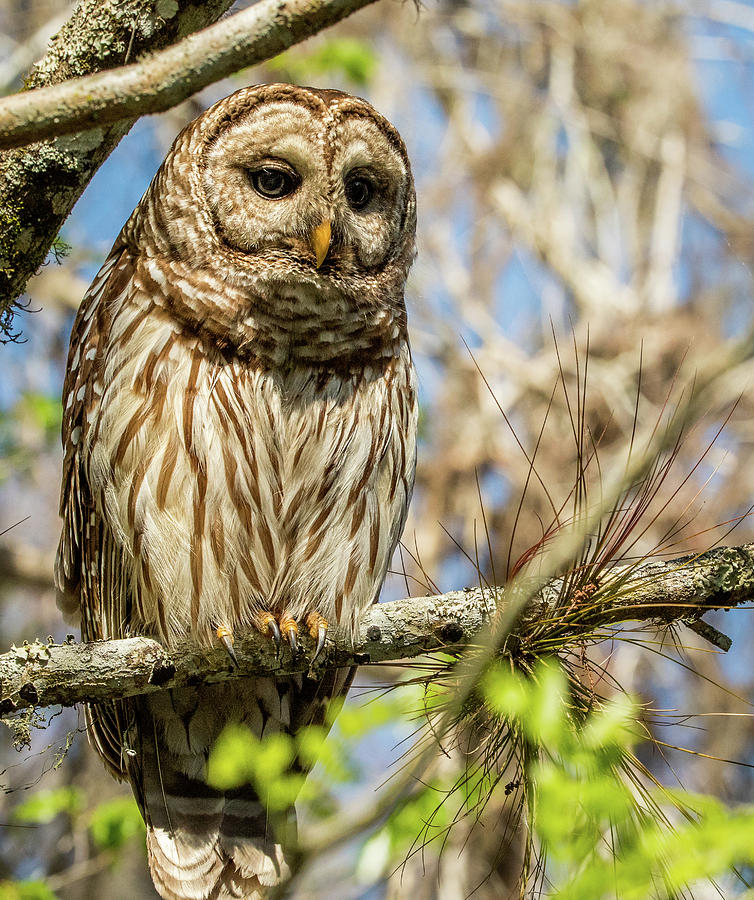 Barred Owl Photograph by Steven Upton
