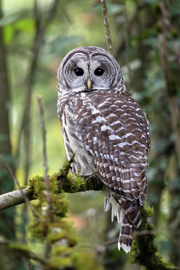 Barred Owl Strix varia Closeup Photograph by Michael Russell