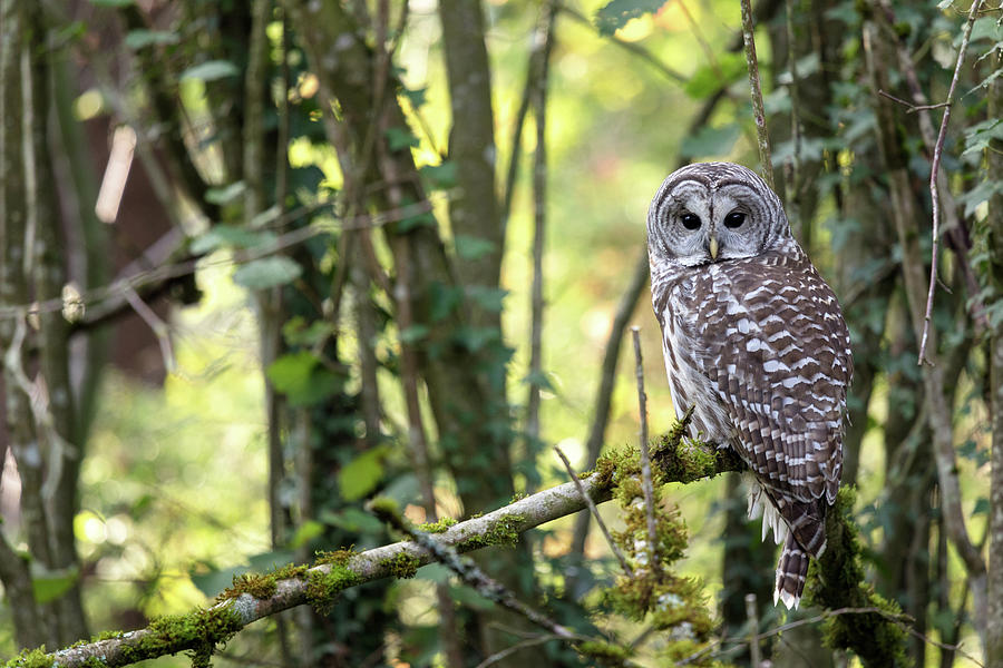 Barred Owl Strix varia Perched in Forest Photograph by Michael Russell