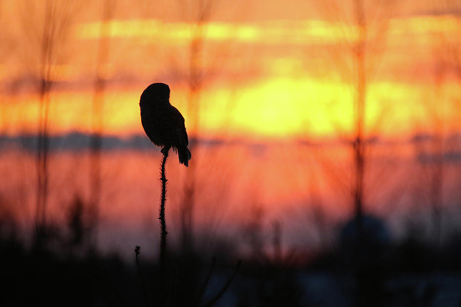 Barred Owl Sunset 1 Photograph by Brook Burling