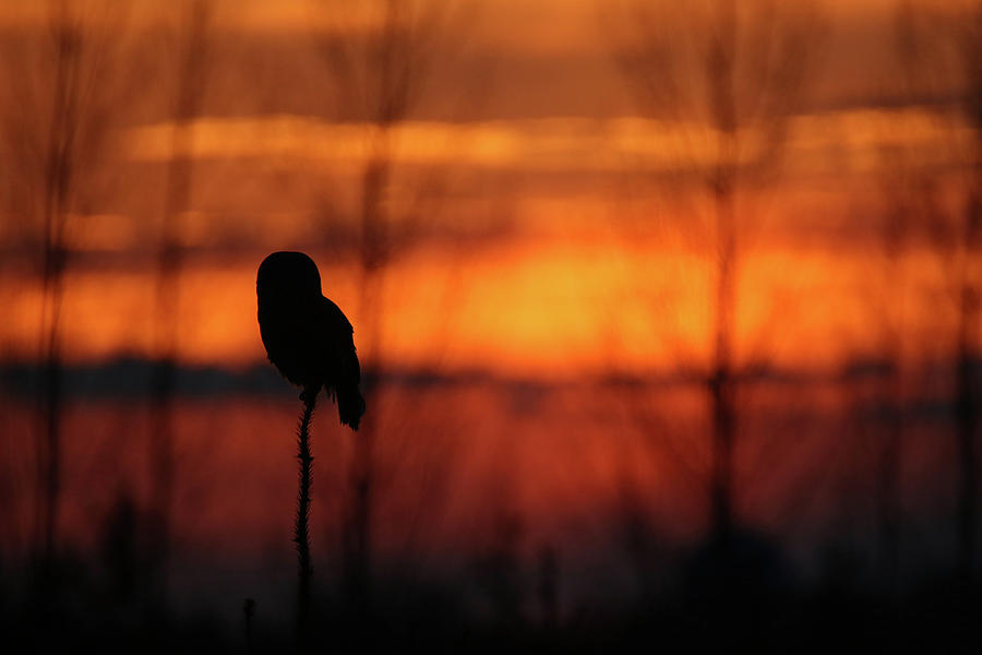 Barred Owl Sunset 2 Photograph by Brook Burling