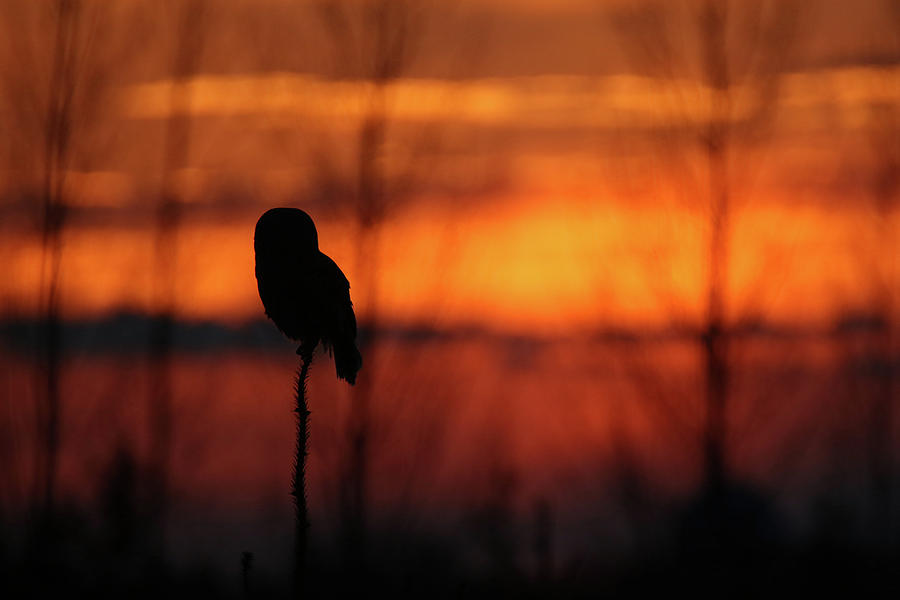 Barred Owl Sunset 4 Photograph by Brook Burling