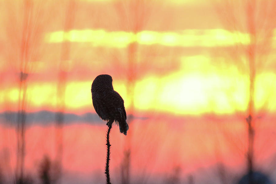 Barred Owl Sunset Photograph by Brook Burling
