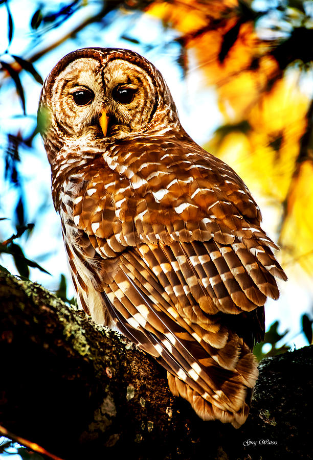 Barred Owl Sunset Photograph by Greg Waters