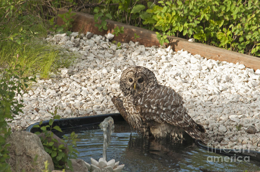 Barred owl taking a bath Photograph by Cindy Murphy - NightVisions 