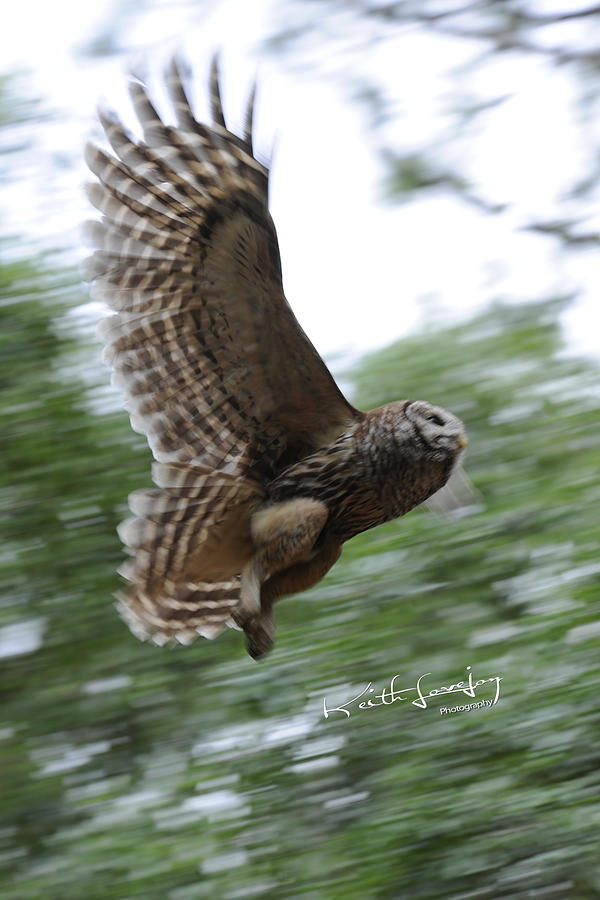 Barred Owl Taking Flight Photograph by Keith Lovejoy