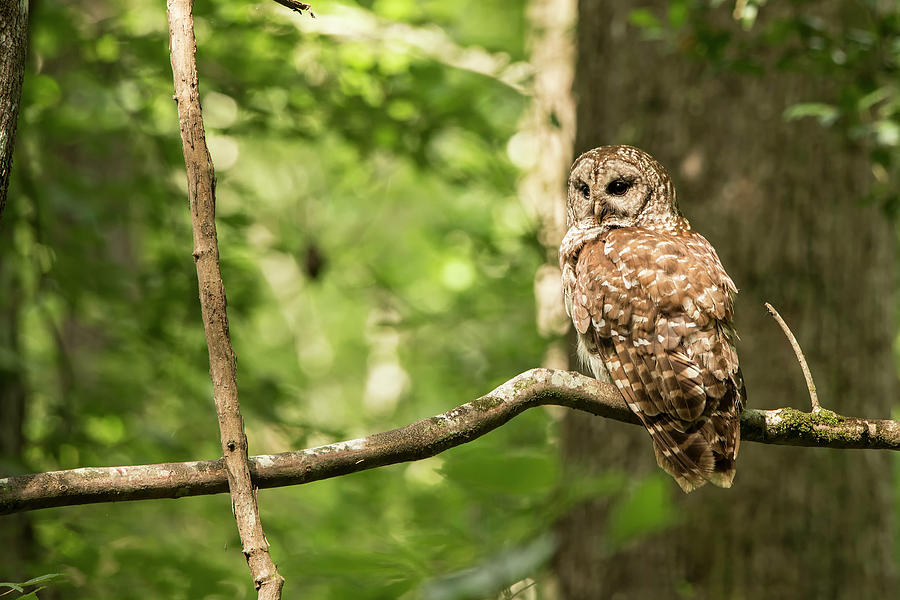 Wildlife Photograph - Barred Owl by Thomas Morris