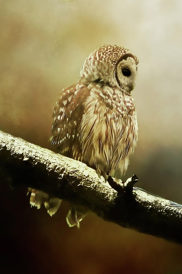 Barred Owl Digital Art by TnBackroadsPhotos