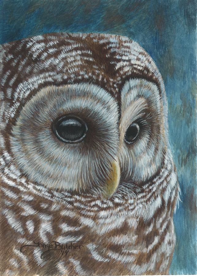 Barred Owl Painting By Tonya Butcher Fine Art America