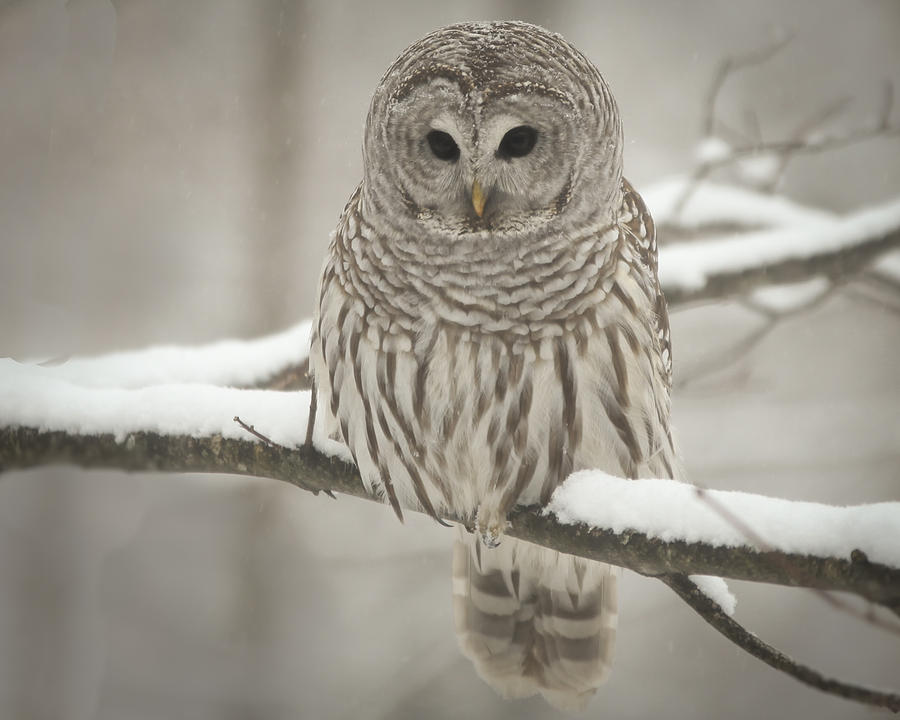 Barred owl  Photograph by Vance Bell