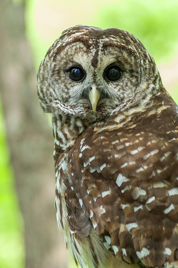 Barred Owl Vertical Photograph by David Drew