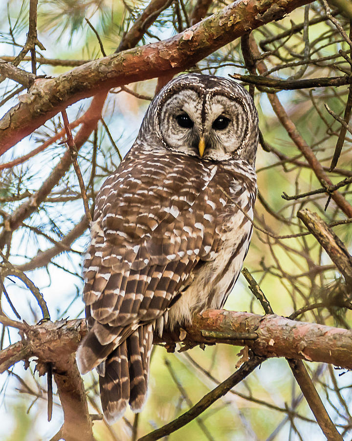 Owl Photograph - Barred Owl  by Victor Hiltz