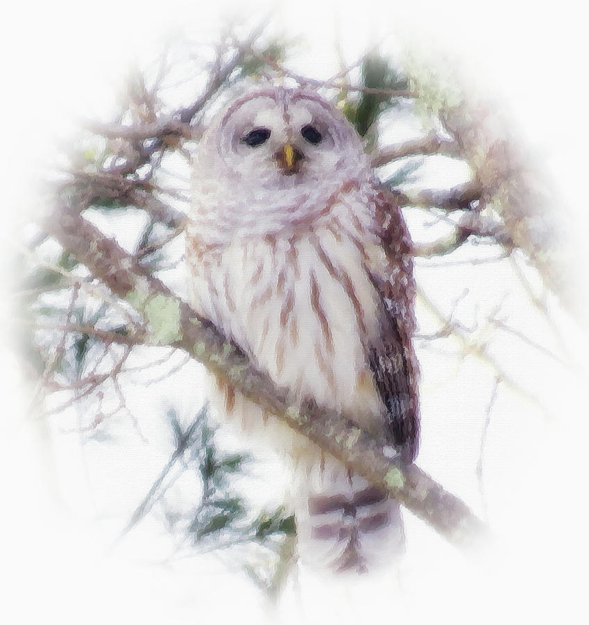 Barred Owl - Vignette - Brush Strokes Photograph by MTBobbins Photography