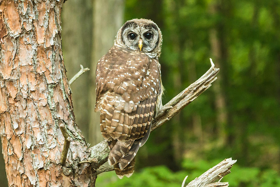 Barred Owl Photograph by Walt Sterneman