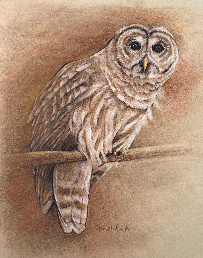 Barred Owl - Wildlife Drawing Drawing by Dave Kobrenski