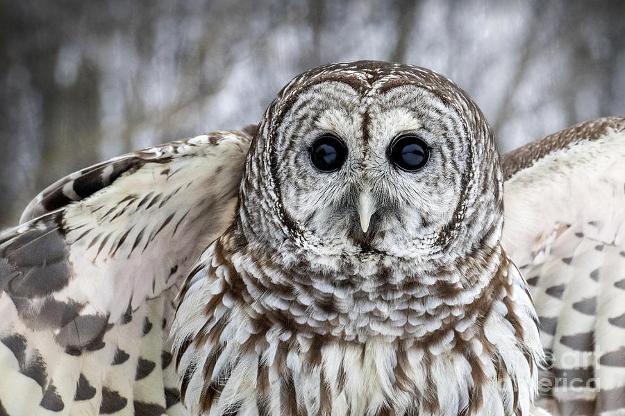 Barred Owl With Open Wings Photograph by Angie Rea