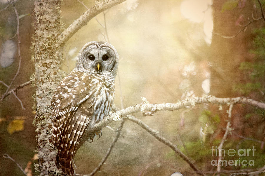 Barred Owl - Woodland Fellow Photograph by Beve Brown-Clark Photography
