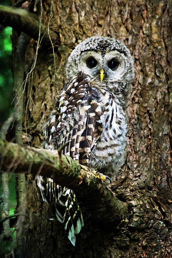 Barred Owlet Photograph by Christina Rollo